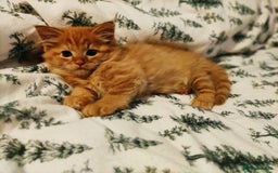 Somali cats for sale: 4 somali kittens. ready from 27.10 - Image 2