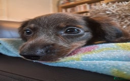 Miniature Dachshund dogs for sale: Minature dachshunds  in Stoke-on-Trent - Image 4