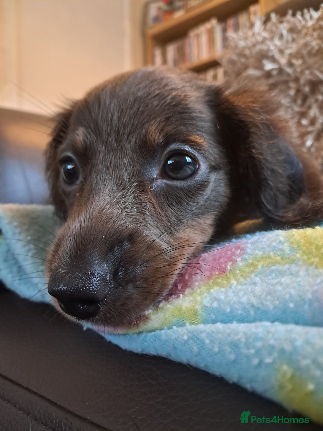 Miniature Dachshund dogs for sale: Minature dachshunds  in Stoke-on-Trent - Image 4