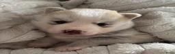 Pomsky dogs for sale: Stunning fluffy pomsky puppies  in Chinnor - Advert 3