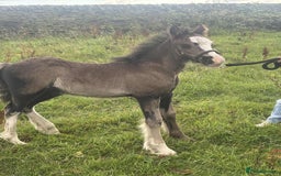 Irish Cob horses for sale: Stunning cob foal looking for new family. - Image 2