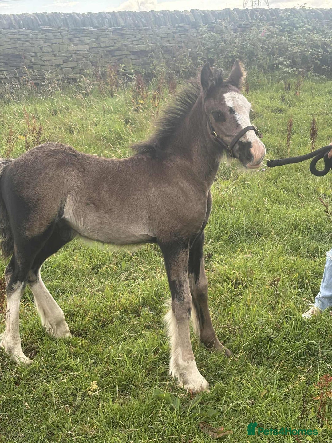 Irish Cob horses for sale: Stunning cob foal looking for new family. - Image 2