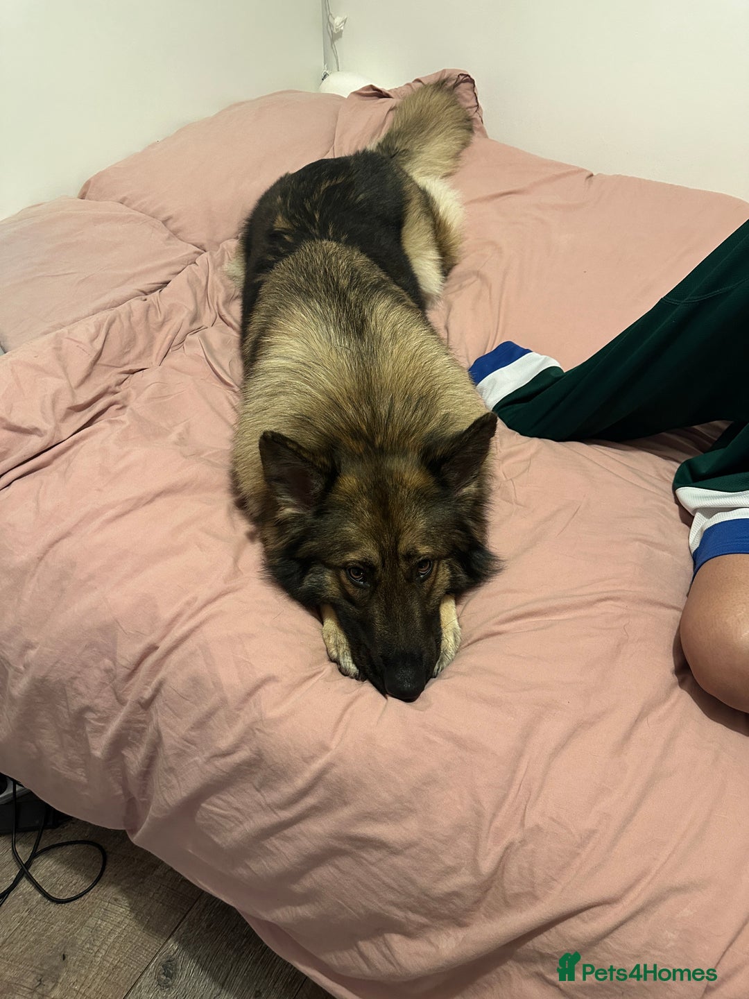 German Shepherd dogs for sale: Super Friendly&Family-Raised Nico Ready For A Home - Image 3
