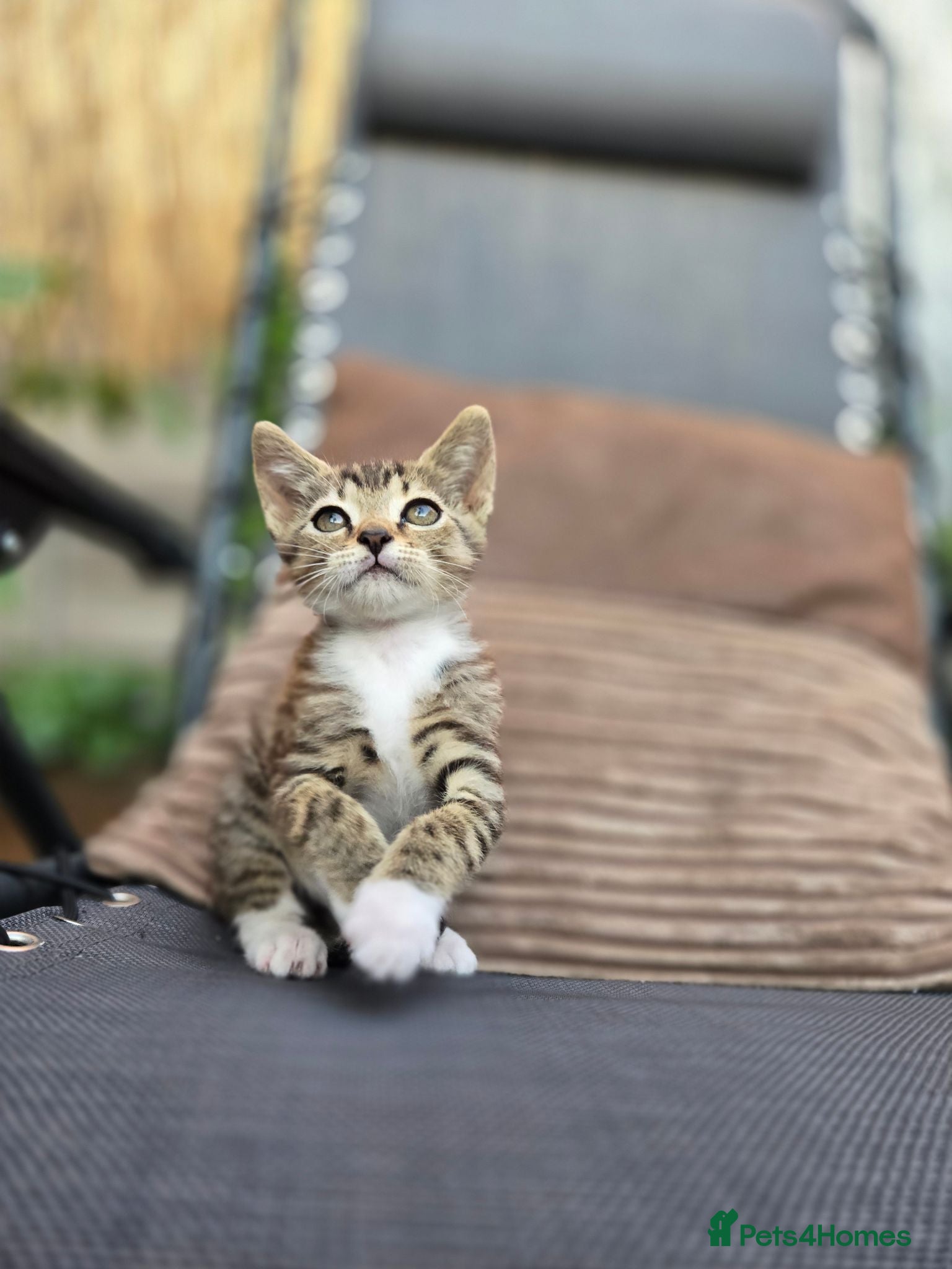 Mixed Breed cats Gorgeous Tabby Kitten - Advert 1