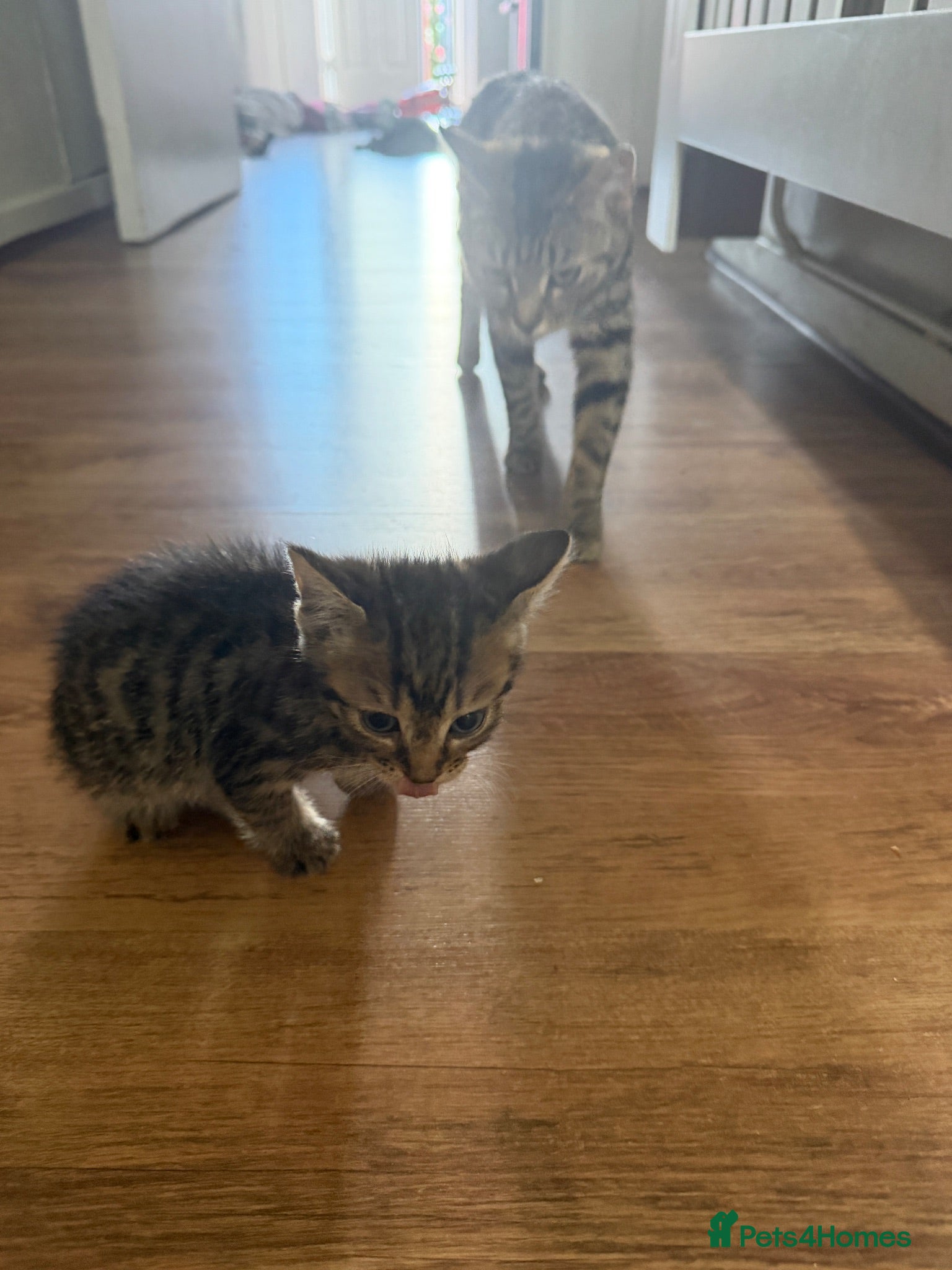 Mixed Breed cats Mixed kittens £50 - Advert 1