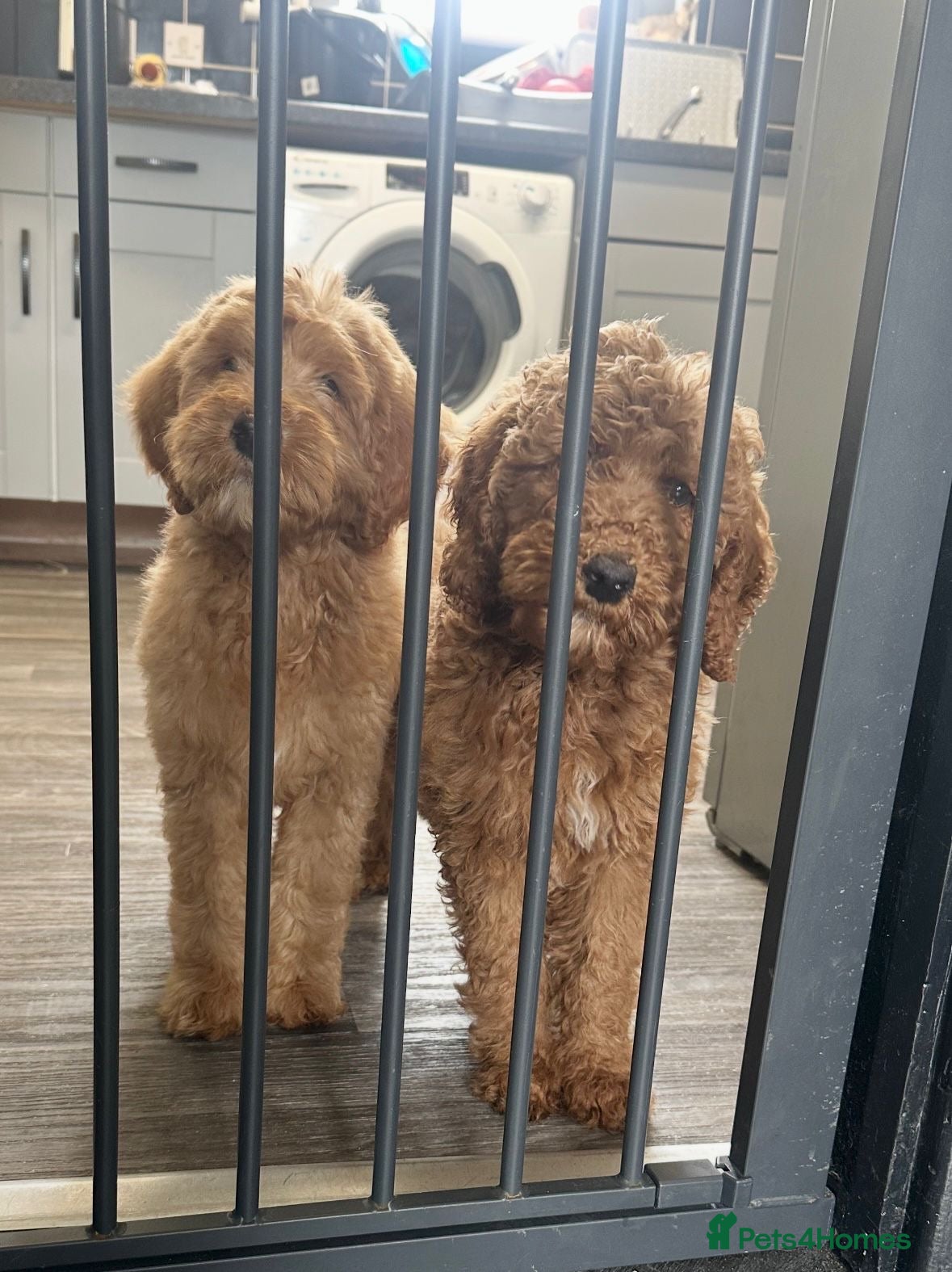 Goldendoodle dogs Beautiful golden doodles looking for forever homes - Advert 2
