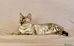 Bengal cats for sale: 🐾PUREBRED Active for breed Bengal girl🐾  - Image 10