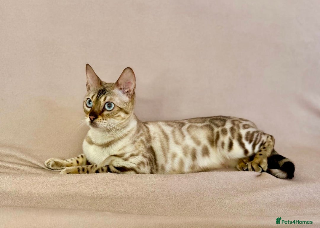 Bengal cats for sale: 🐾PUREBRED Active for breed Bengal girl🐾  - Image 10