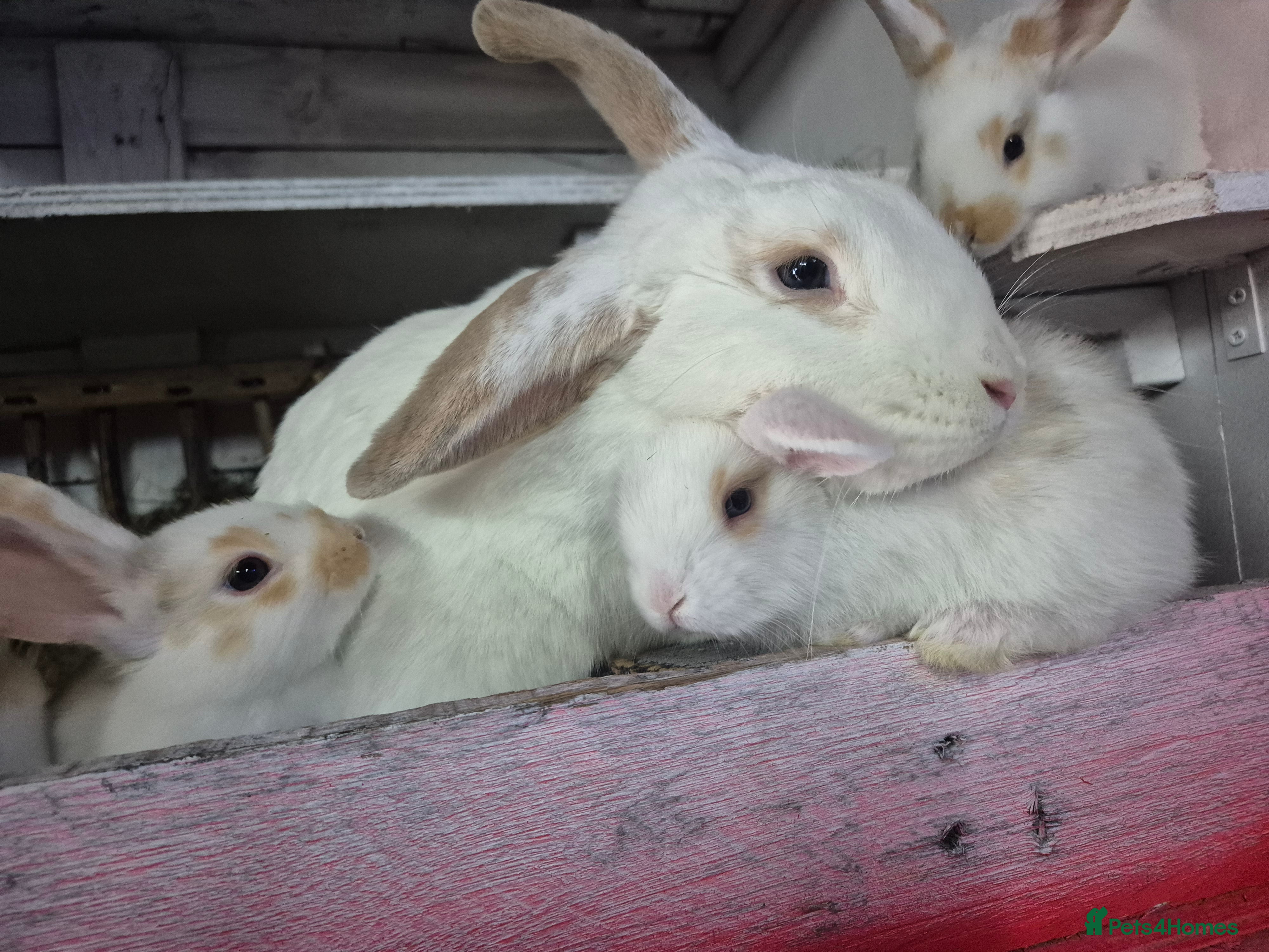 Mixed Breed rabbits 8 lovely mixed baby rabbits - Advert 8
