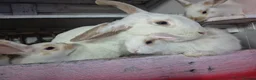 Mixed Breed rabbits for sale: 7 lovely mixed baby rabbits - Advert 1