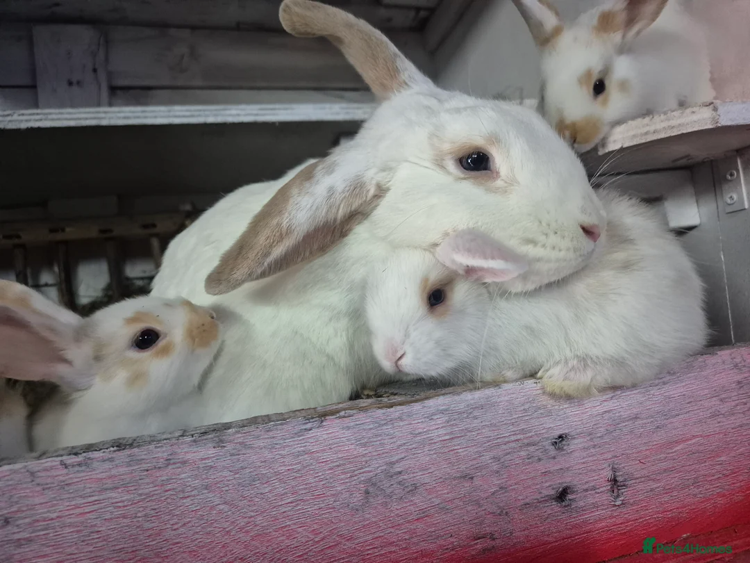 Mixed Breed rabbits for sale: 7 lovely mixed baby rabbits - Advert 1