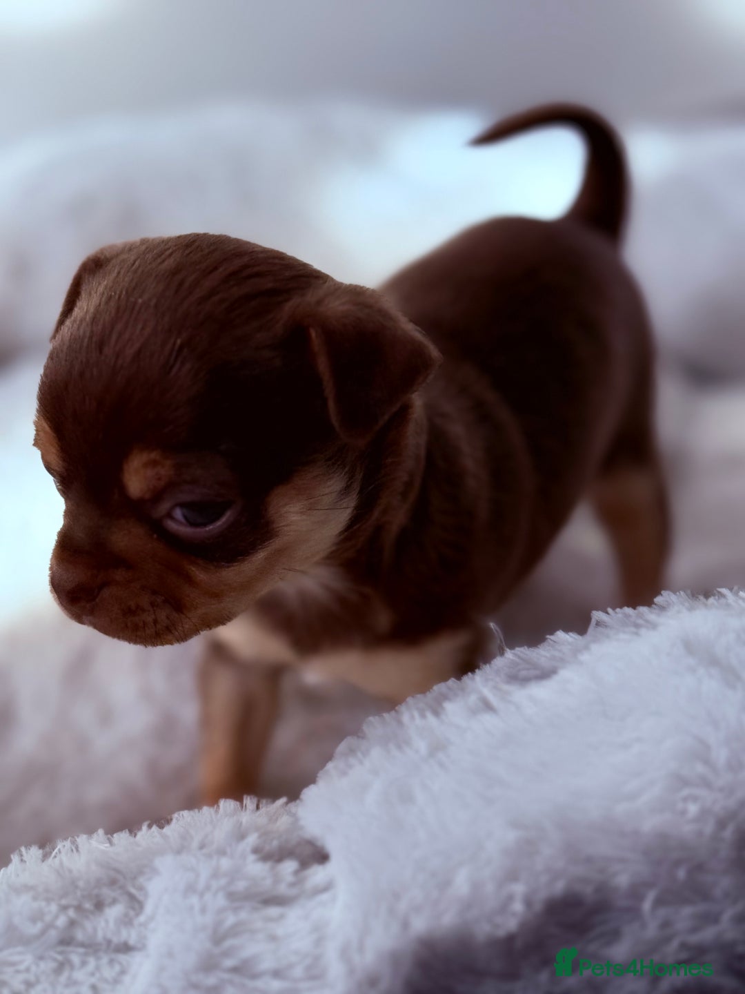 Chihuahua dogs for sale: 🐶 Tiny Chocolate & Tan Chihuahua Puppy 🐾 - Image 8
