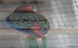 Parrots birds for sale: Rosellas - Image 2