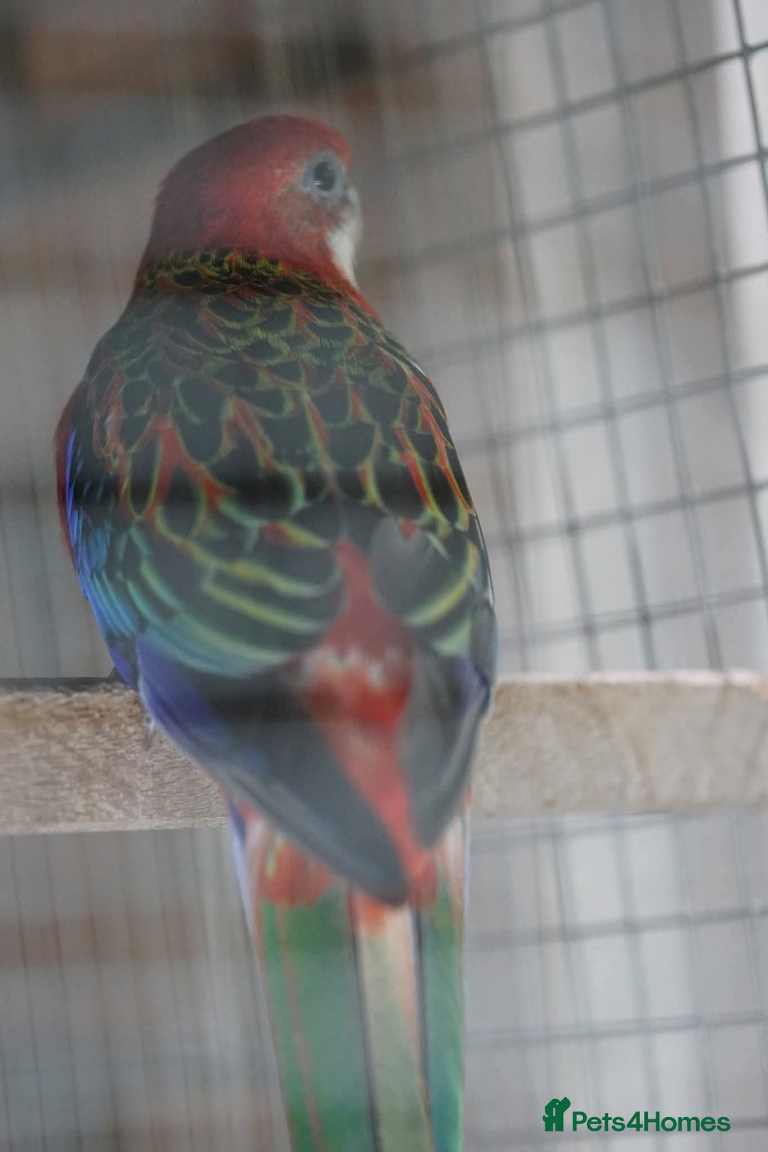Parrots birds for sale: Rosellas - Image 2