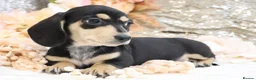 Miniature Dachshund dogs for sale: KC Miniature Dachshund Puppies - Advert 19