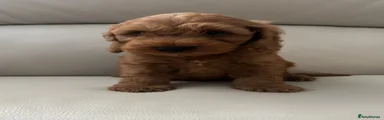 Cockapoo 1