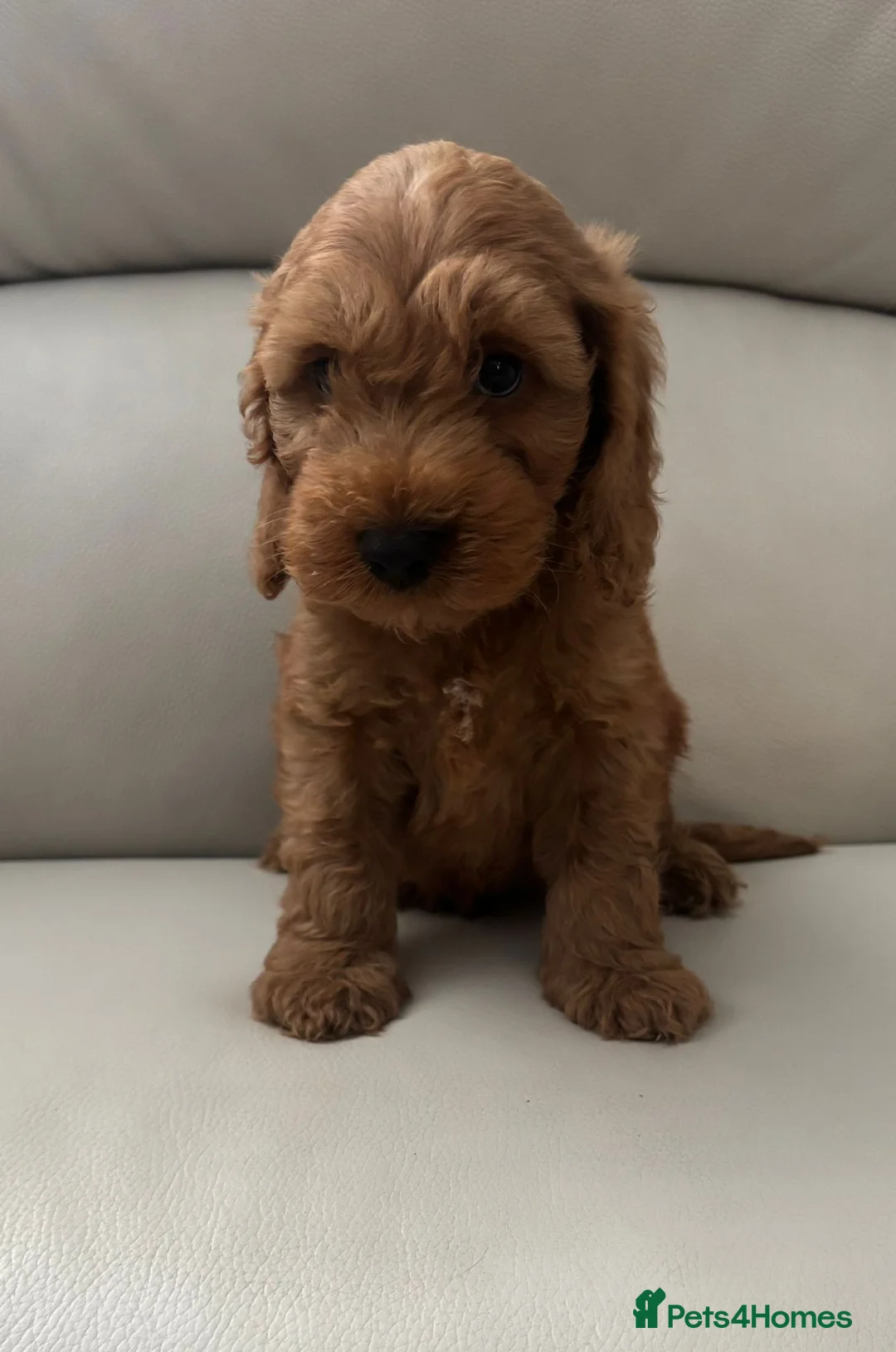 Cockapoo dogs for sale: Cockapoo puppies 🐶 in Telford - Advert 6