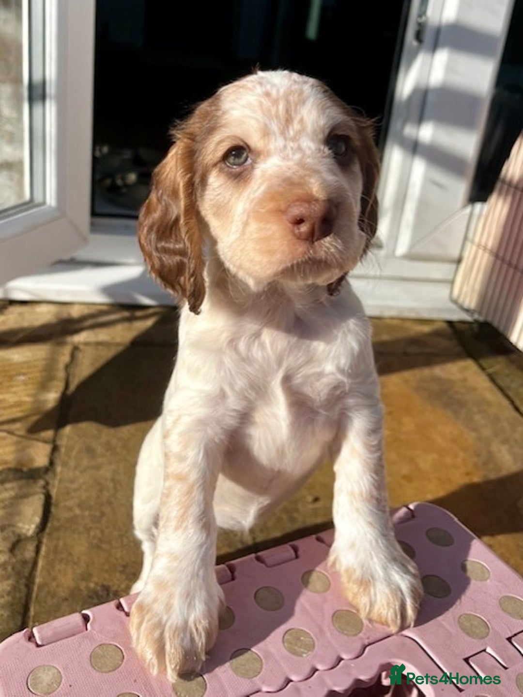 Cockapoo dogs for sale: Adorable Cocker/Cockapoo Puppies - Only 1 left! - Advert 15