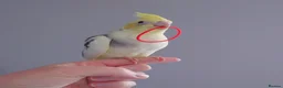 Cockatiels birds for sale: Hand reread silly tame DNA sexed baby cockatiels  - Advert 28