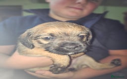Border Terrier dogs for sale: Border terrier puppies - Image 2
