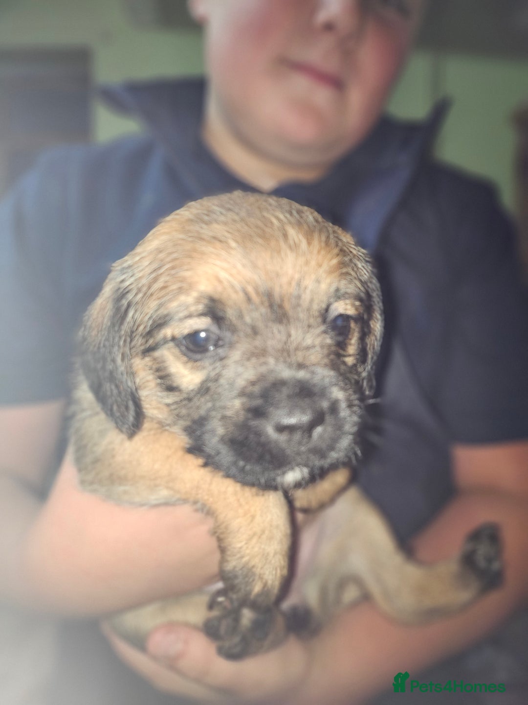 Border Terrier dogs for sale: Border terrier puppies - Image 2