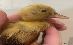 Ducks poultry for sale: Indian runner ducks /pompom runners  - Image 2