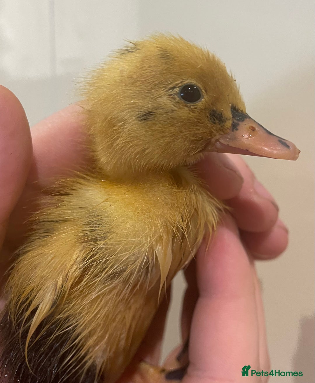 Ducks poultry for sale: Indian runner ducks /pompom runners  - Image 2
