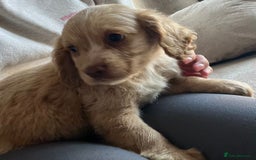 Cocker Spaniel dogs for sale: Cocker spaniel pups 🐾 - Image 5