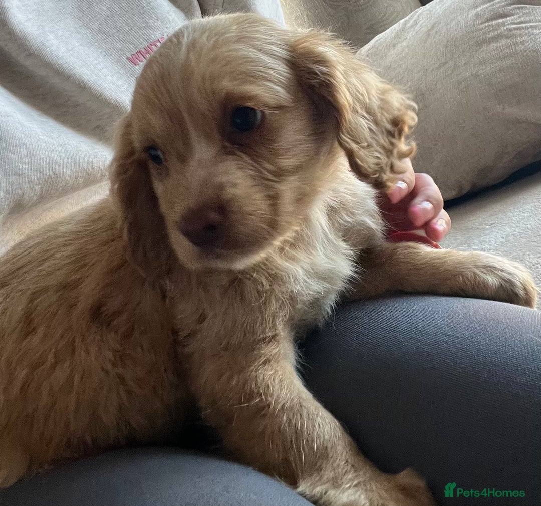 Cocker Spaniel dogs for sale: Cocker spaniel pups 🐾 - Image 5