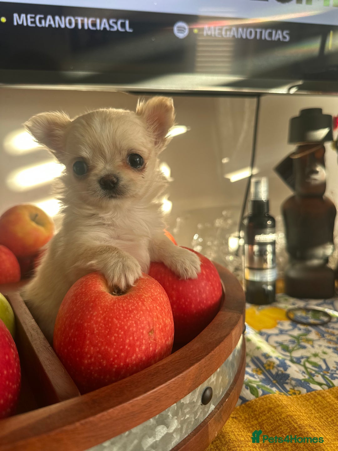 Chihuahua dogs for sale: KC Reg Russian and Czech Champions puppies L/C - Advert 14