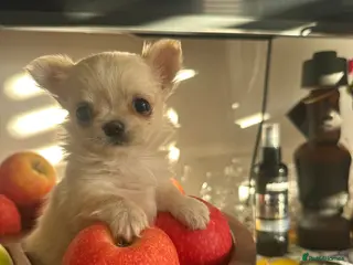 Chihuahua dogs KC Reg Russian and Czech Champions puppies L/C - Advert 4