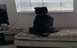 Mixed Breed dogs for sale: Sharpei cross for Rehoming  - Image 3