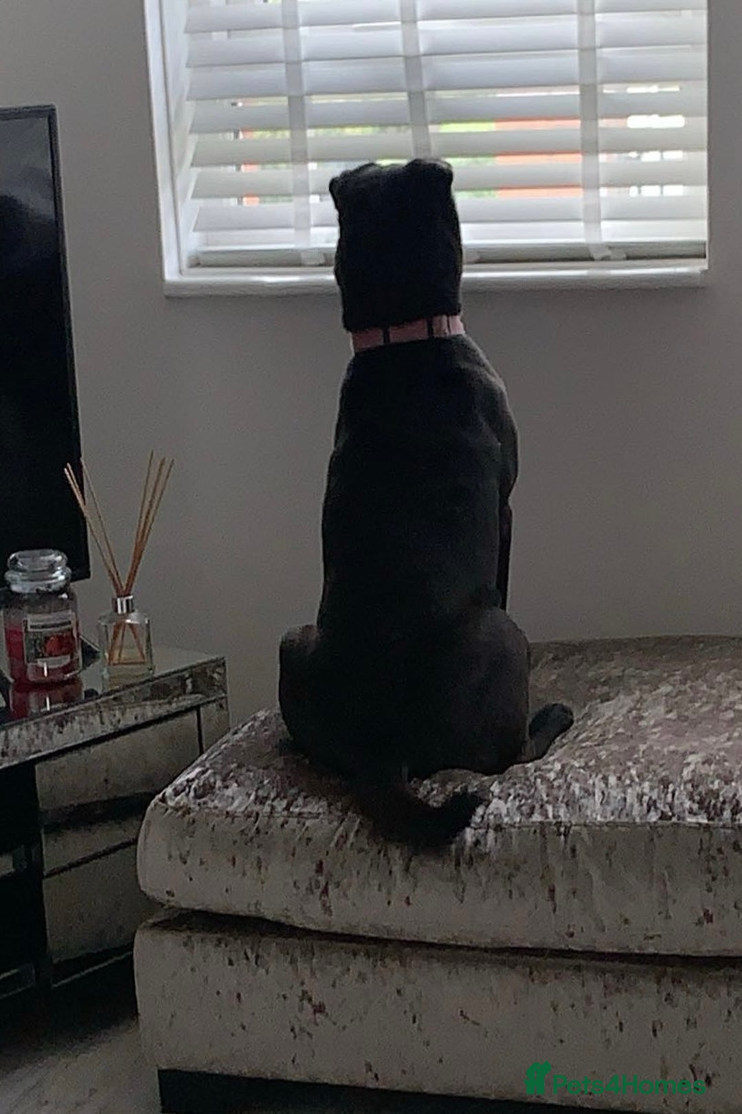 Mixed Breed dogs for sale: Sharpei cross for Rehoming  - Image 3