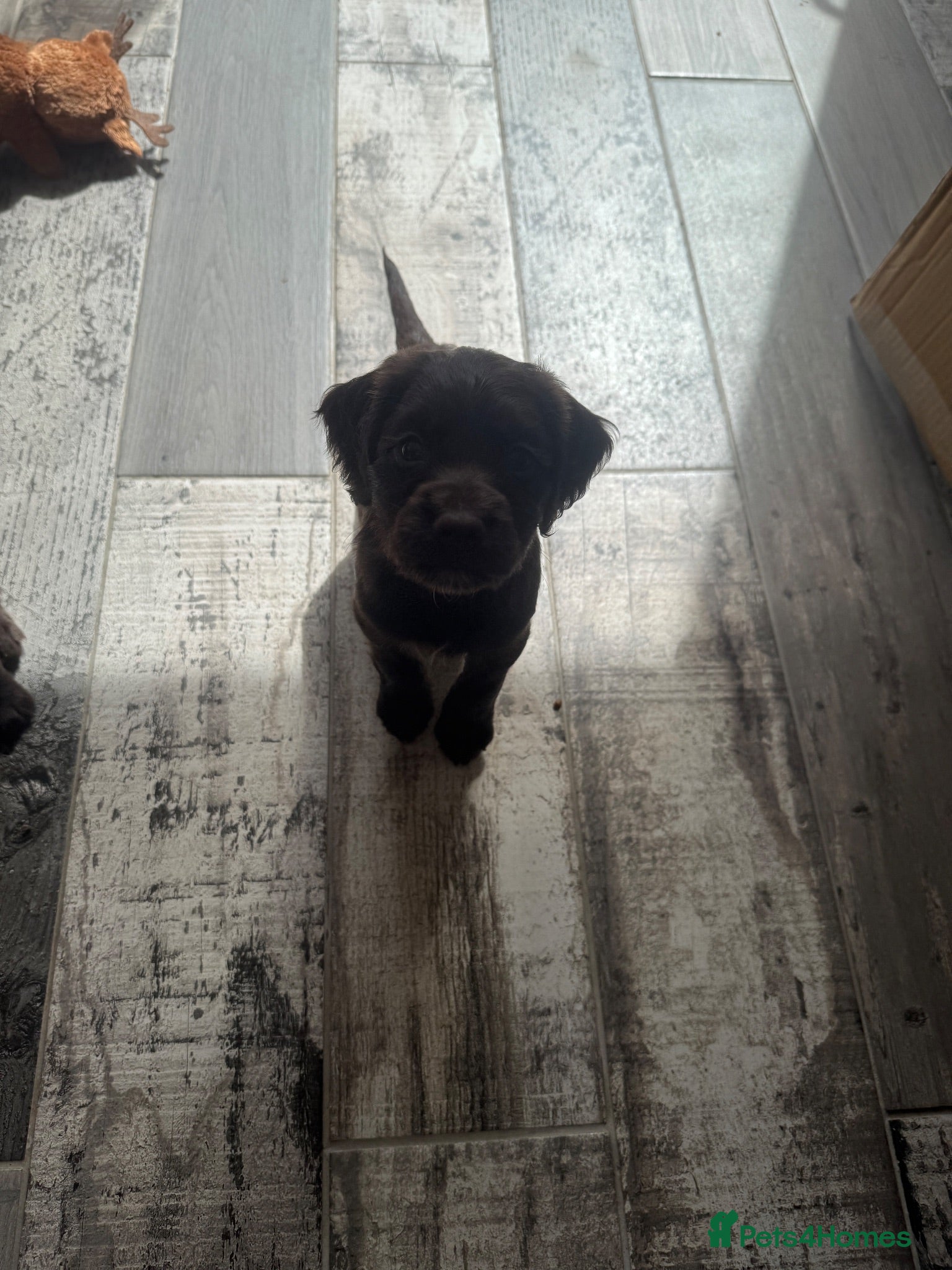 Cocker Spaniel dogs Cocker Spaniel Puppies For Sale - Advert 2