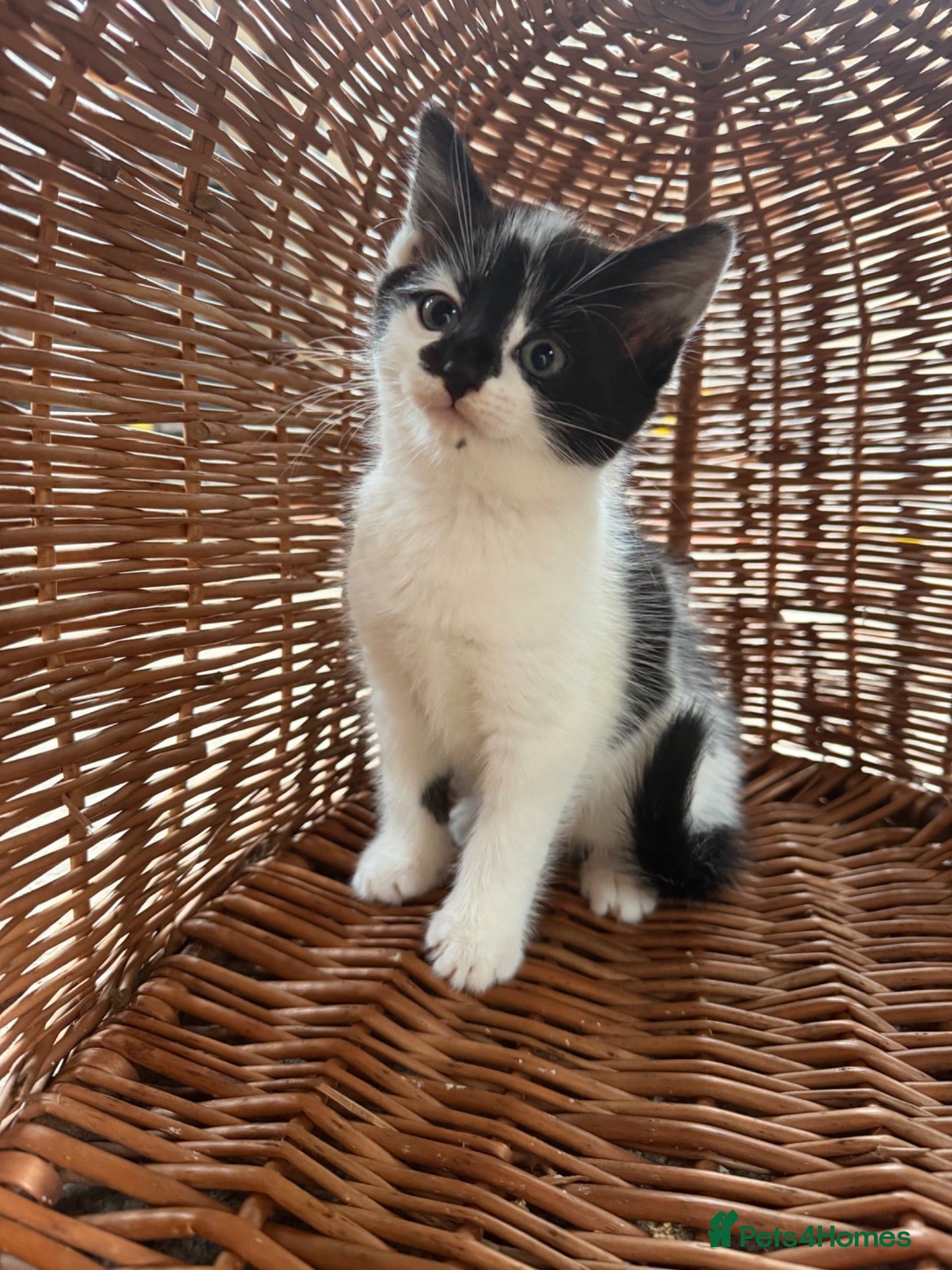 Mixed Breed cats Beautiful Kittens For Sale  - Advert 1