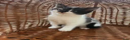 Mixed Breed cats for sale: Beautiful Kittens For Sale  - Advert 1