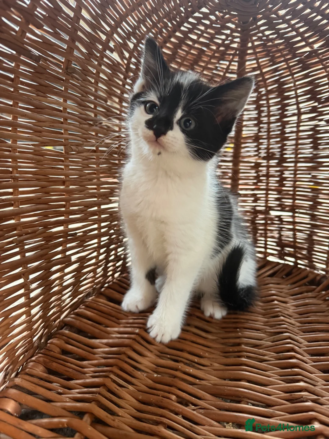 Mixed Breed cats for sale: Beautiful Kittens For Sale  - Advert 1