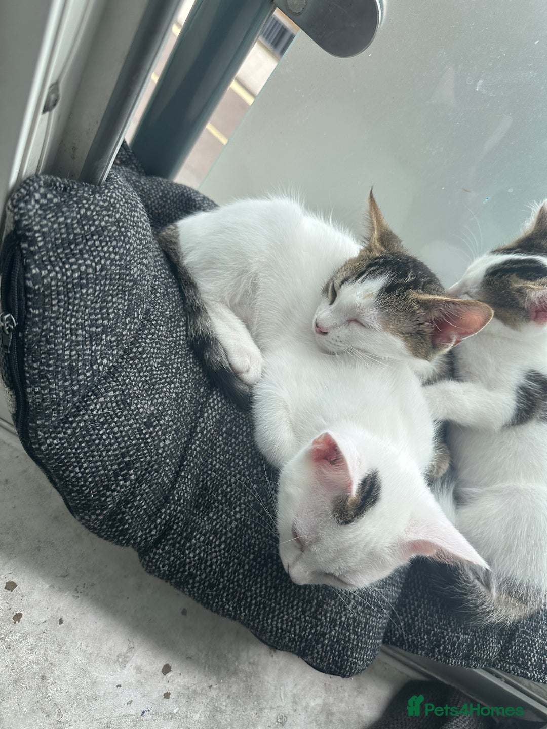 Mixed Breed cats for sale: ⭐️⭐️ 2 Males & 1 female mixed breed Kittens!!⭐️⭐️ - Image 4