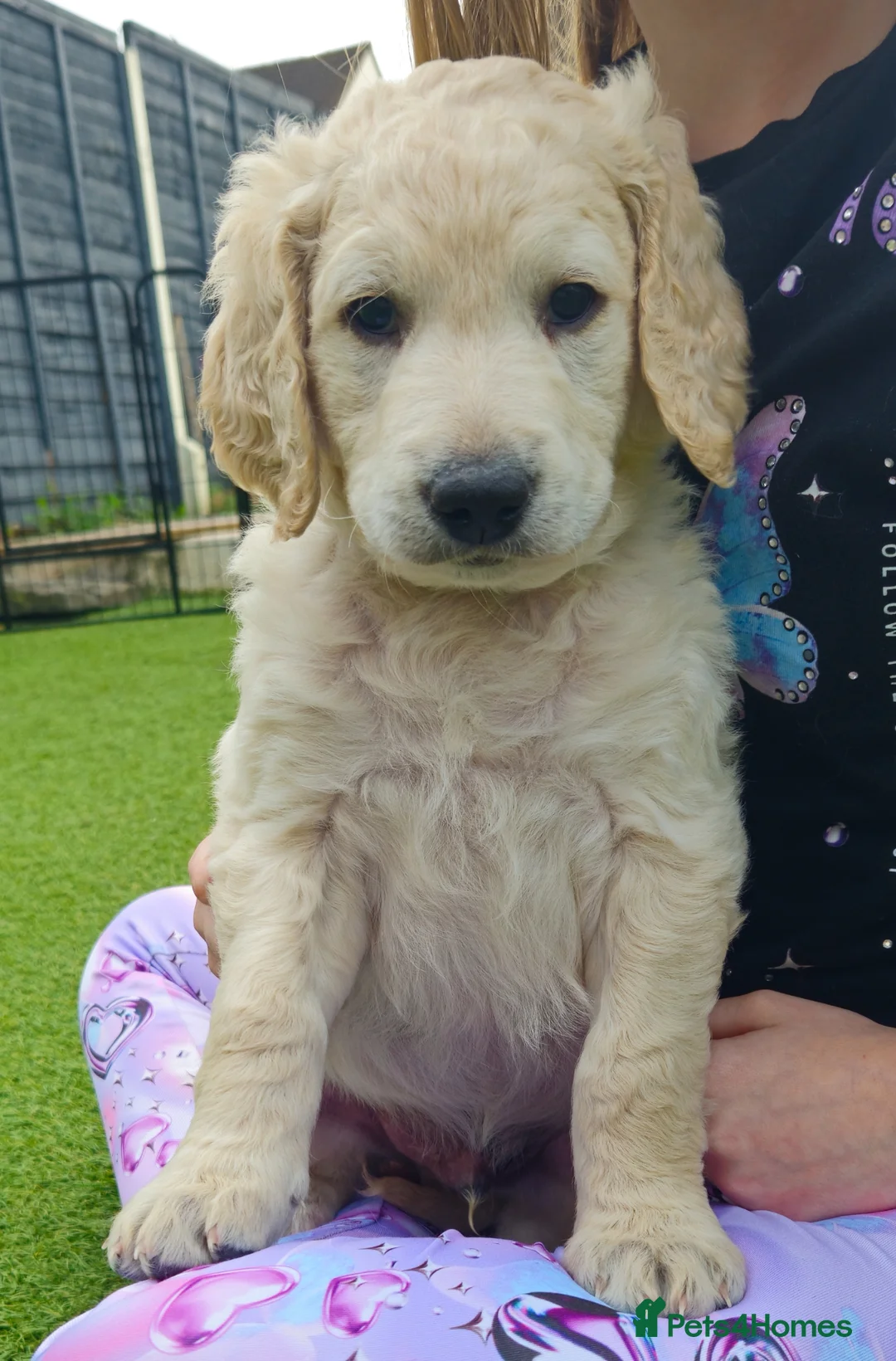 Double Doodle dogs for sale: Double Doodle Puppies (Hypoallergenic) - Advert 2