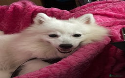 Japanese Spitz dogs for sale: 5 beautiful Japanese spitz puppies for sale - Image 1