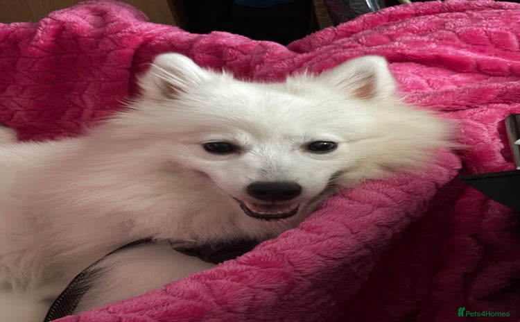 Japanese Spitz dogs - Advert 1