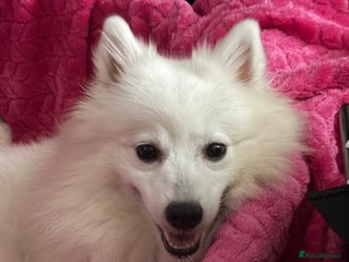 Japanese Spitz dogs - Advert 5