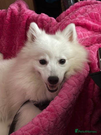 Japanese Spitz dogs - Advert 1