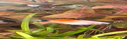 Platies fish for sale: Platy Adolescents  in Hemel Hempstead - Advert 3
