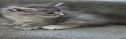 Maine Coon cats for sale: Gorgeous Playful Maine Coon x Ragdoll Mix Kittens - Advert 21