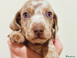 Miniature Dachshund dogs 🐾Beautiful kc mini dachshund pups ready 20 Dec🐾 - Advert 4