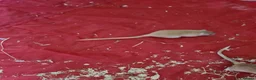 Gerbil rodents for sale: 4 x Female gerbils mum and daughters  - Advert 3