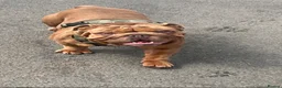 English Bulldog dogs for sale: Gorgeous rare full tan KC reg English bulldog - Advert 7