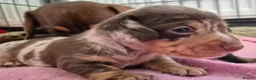 Miniature Dachshund dogs for sale: 4 x Beautiful miniature dachshunds  in Faringdon - Advert 20