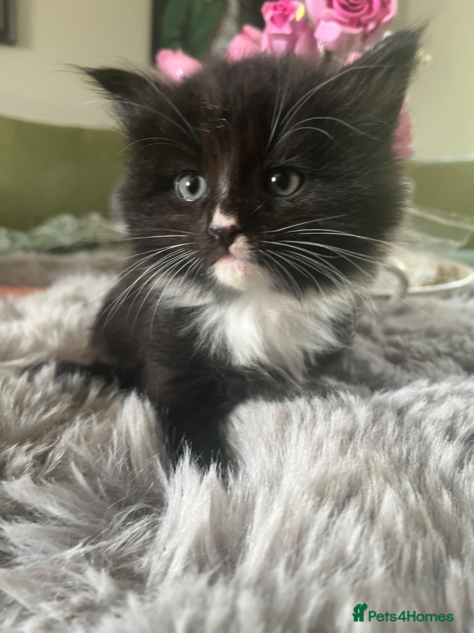 Mixed Breed cats Tuxedo kittens 1 boy and 1 girl Available  - Advert 15